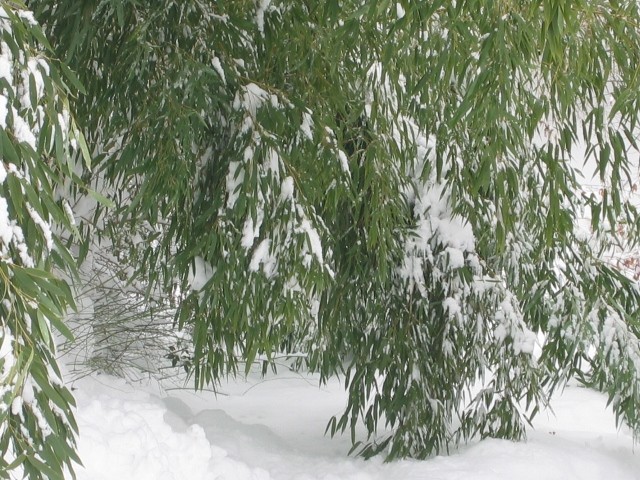Bambusi